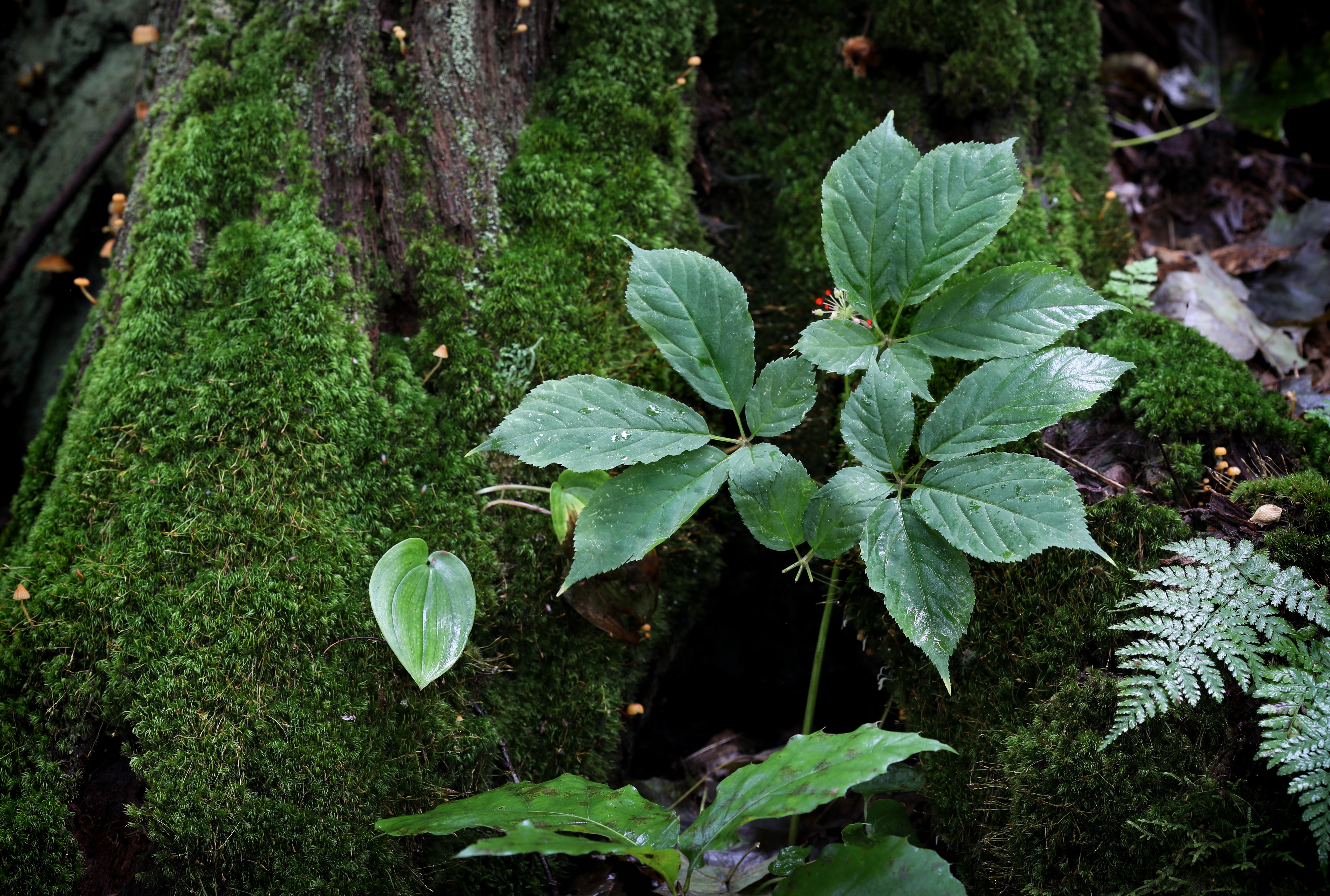 A Forest Grown Future for Pennsylvania’s Precious Ginseng
